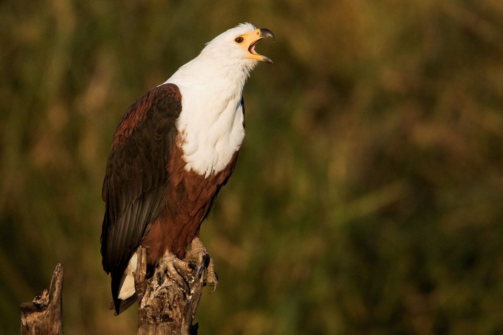 20080509-Fish Eagle, calling_3442__POLICH (5:4)