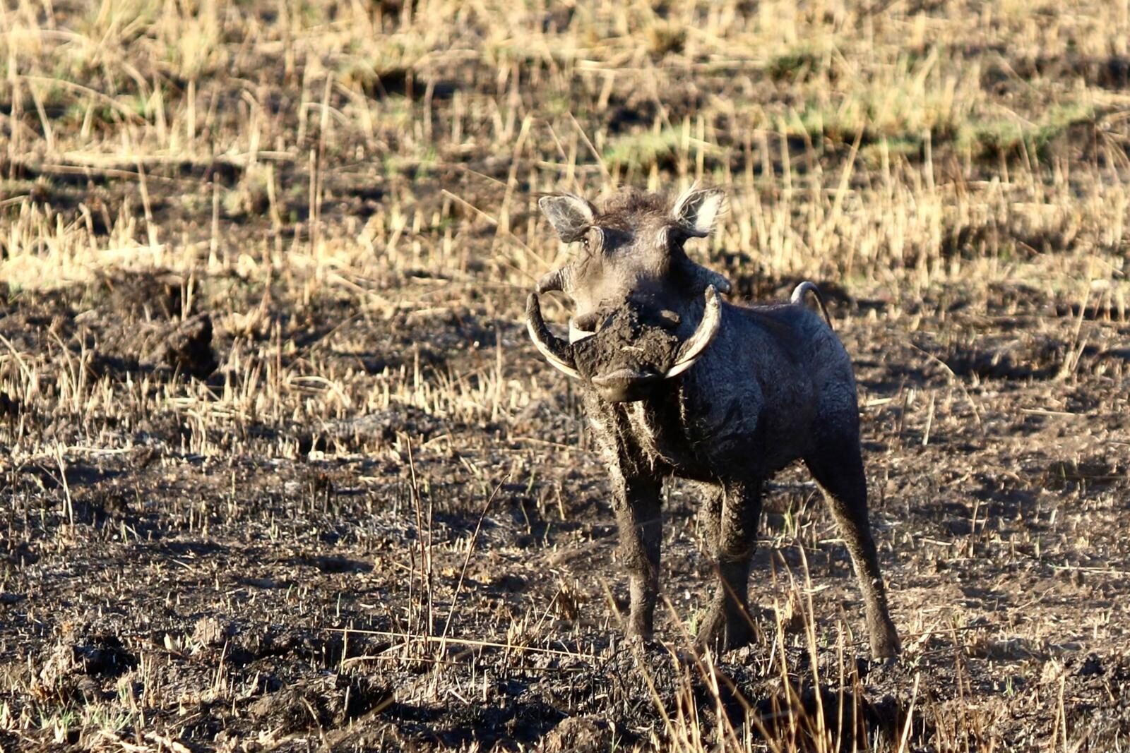 3a7cd783-a6e7-44e6-80fd-f3ebc985dfdc (3:2)