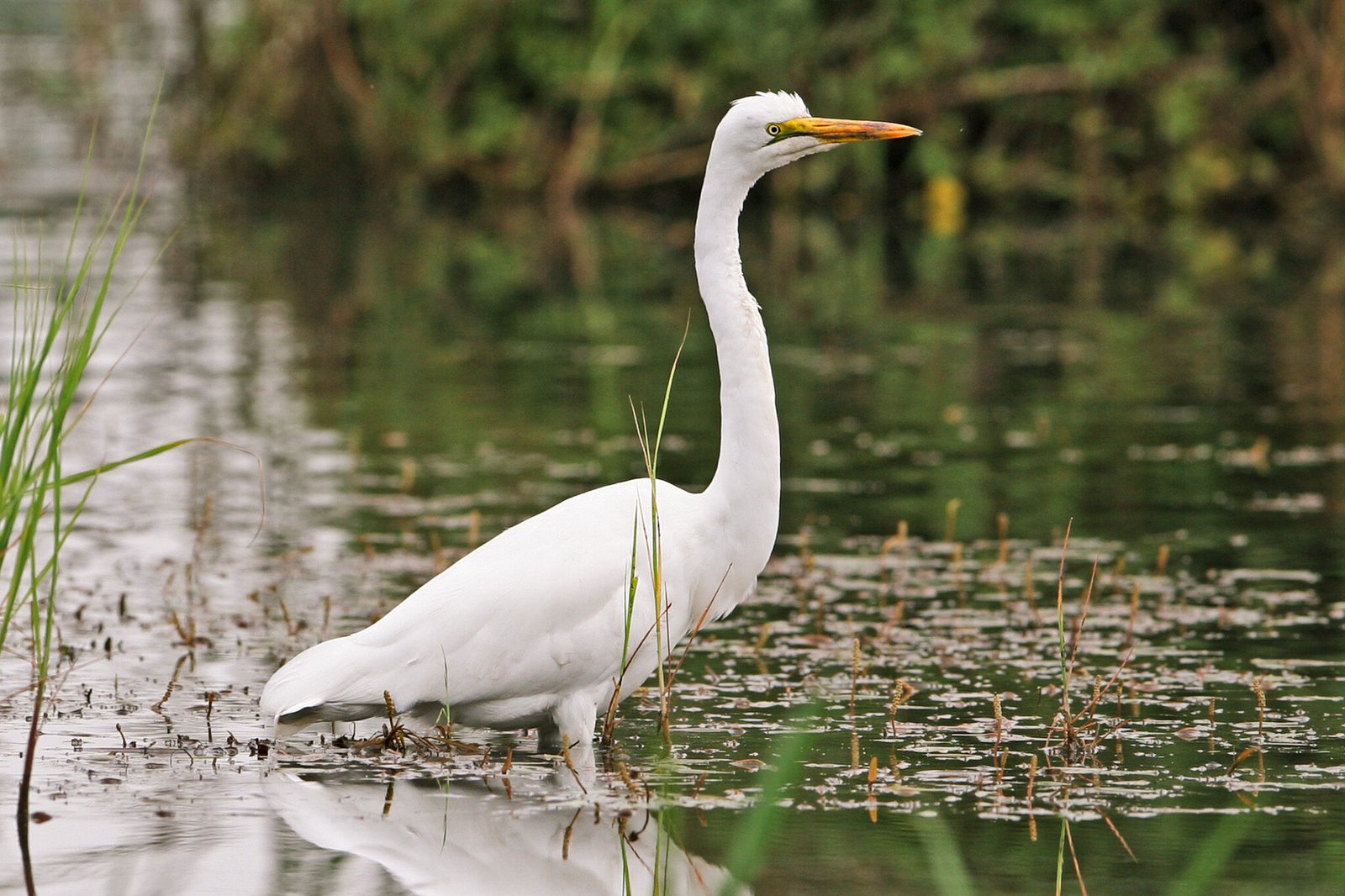 Egret_Mutemwa birding (3:2)