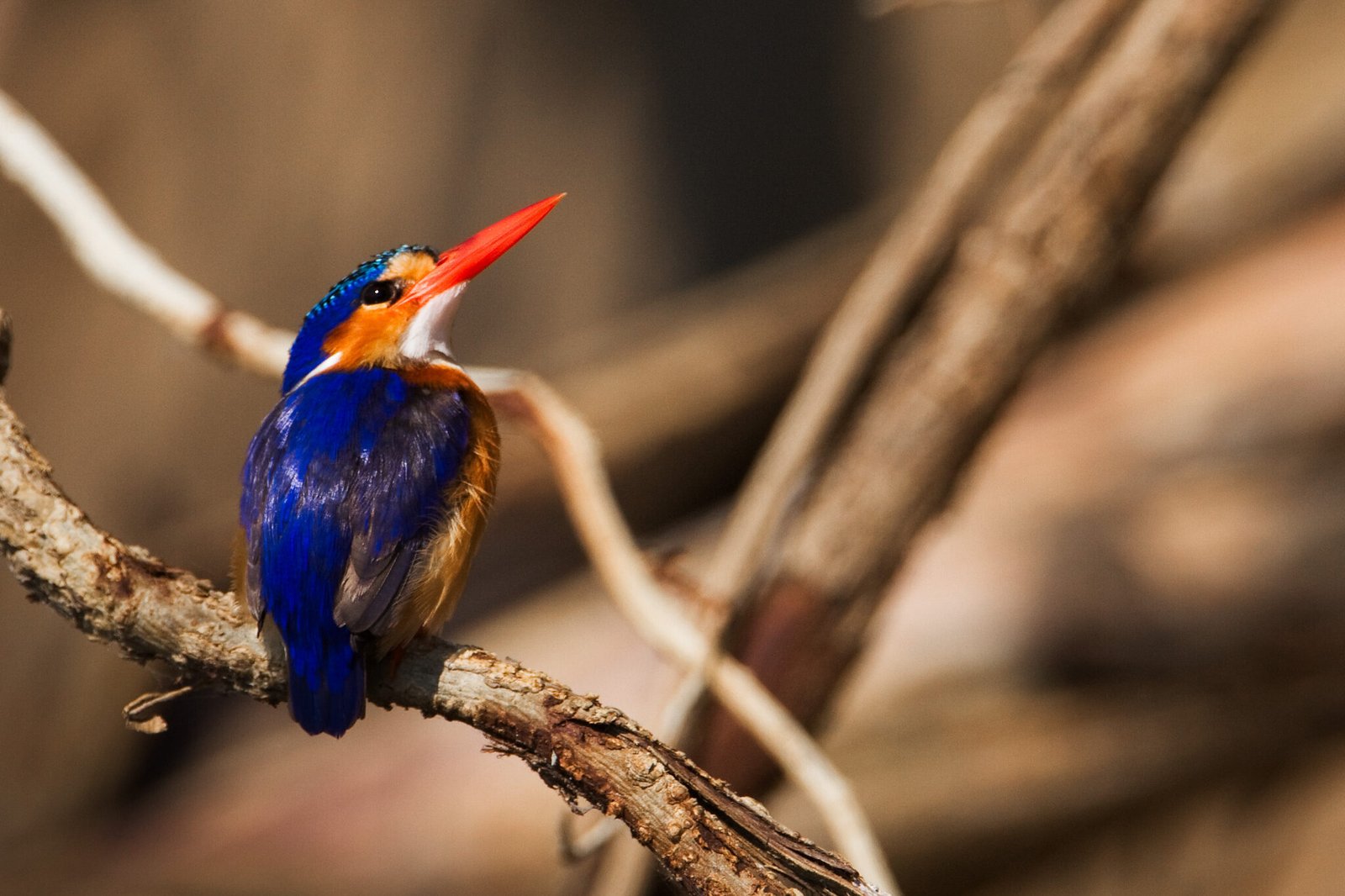 Kingfisher 1_Mutemwa birding (3:2)