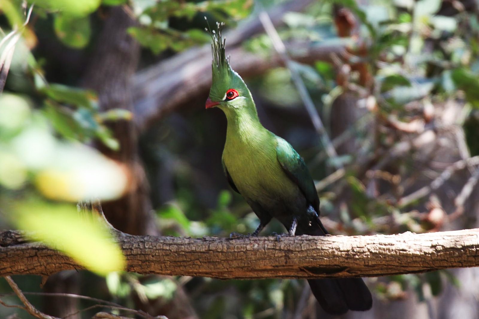 Schalow's Turaco_Mutemwa birding (3:2)