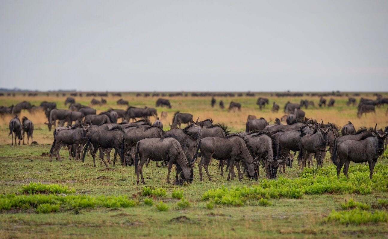 Zambia_LiuwaPlains_NormanCarrSafaris_KingLewanika_Wildlife_Wildebeest5-1